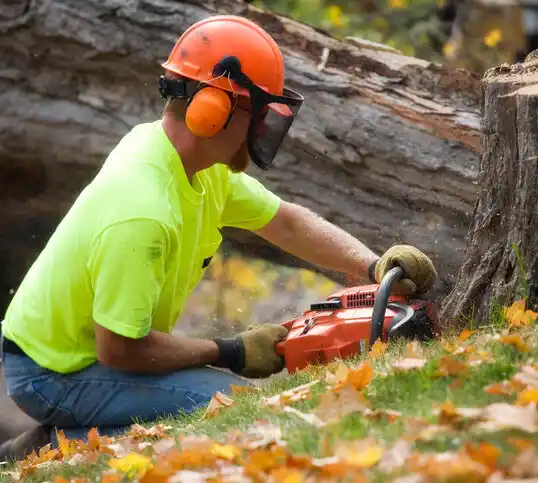 tree services Northgate